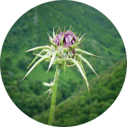 Epimedium Extract